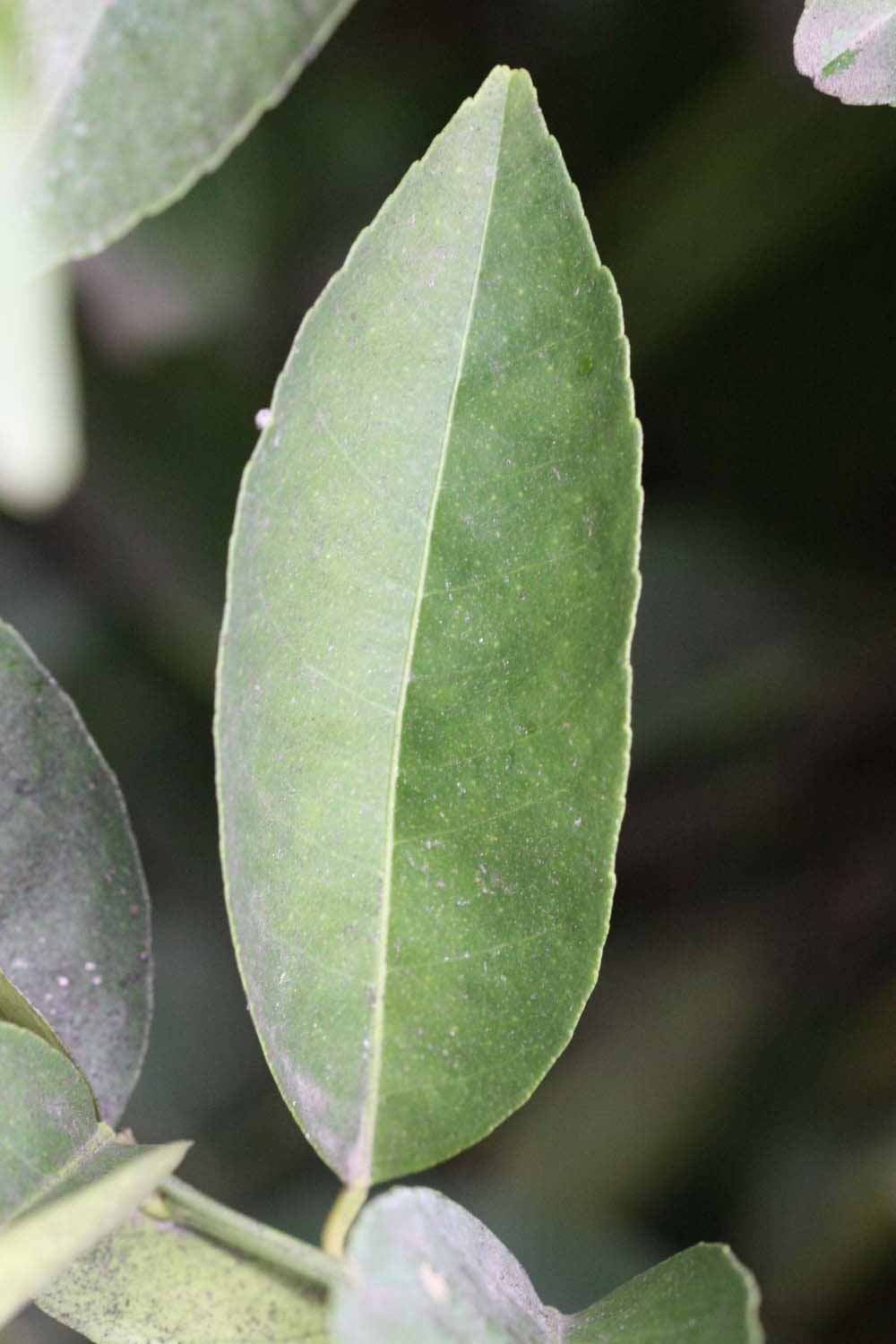              Unifoliolate leaf (Riverside, CA)       